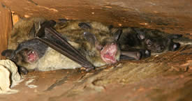 bats in attic