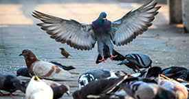 birds in vents removal