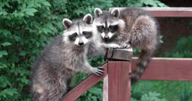 raccoons removed from attic