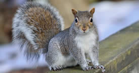 attic squirrel removal